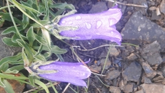 Campanula alpestris