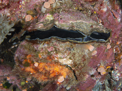 Ostreoidea