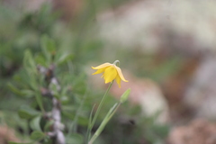 Calochortus barbatus