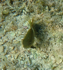 Chrysiptera biocellata