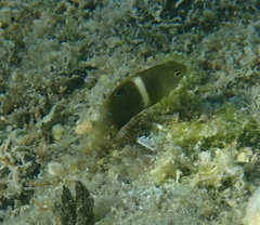 Chrysiptera biocellata