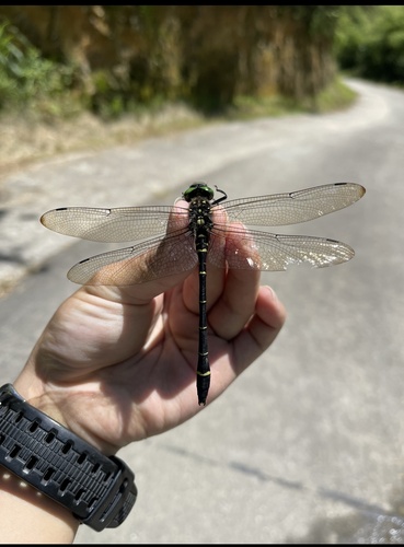 Chlorogomphus soarer