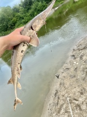 Scaphirhynchus platorynchus