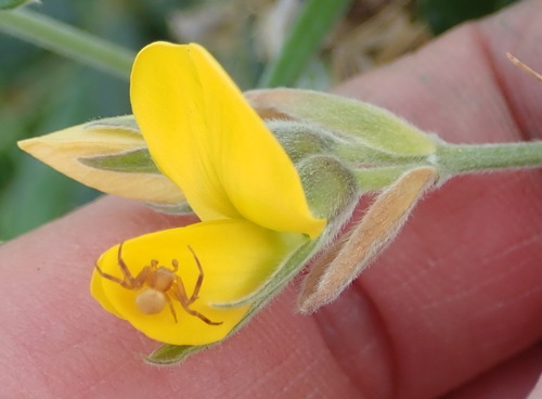 Image of Rhynchosia chrysoscias by (c) Nicola van Berkel, some rights reserved (CC BY-SA)