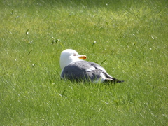 Larus fuscus
