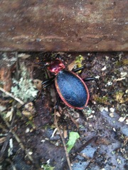 Carabus arcadicus