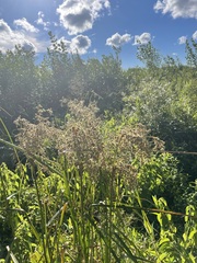 Scirpus pedicellatus