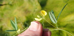 Rhynchosia leucoscias