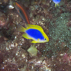 Chrysiptera flavipinnis