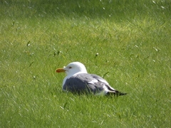 Larus fuscus