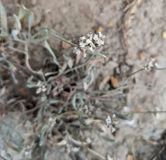 Eriogonum pauciflorum