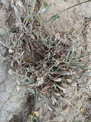 Eriogonum pauciflorum