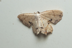 Dysaethria flavistriga