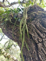 Aporocactus flagelliformis