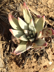 Dudleya virens