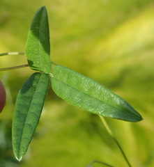 Rhynchosia leucoscias