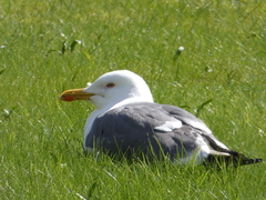 Larus fuscus