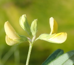 Rhynchosia leucoscias