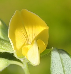 Rhynchosia leucoscias
