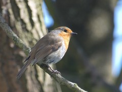 Erithacus rubecula