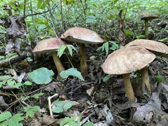 Tylopilus