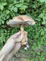 Tylopilus