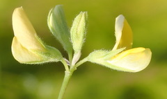 Rhynchosia leucoscias