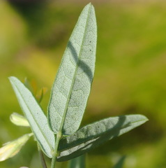 Rhynchosia leucoscias