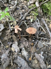 Laccaria laccata