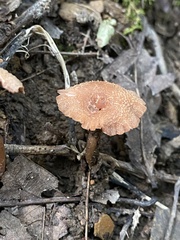 Laccaria laccata