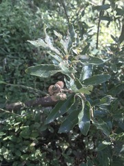 Quercus microphylla