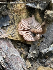 Laccaria laccata