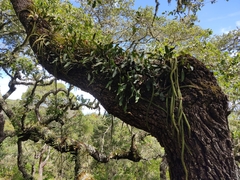 Pleopeltis polylepis