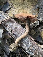 Laccaria laccata