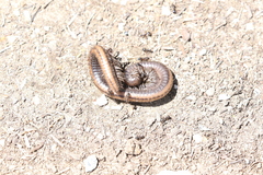 Californiulus