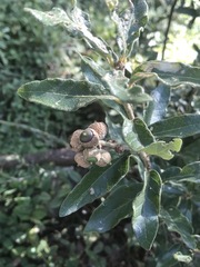 Quercus microphylla