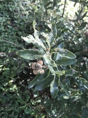 Quercus microphylla