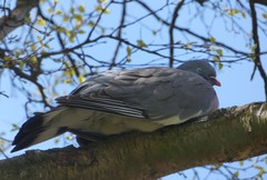 Columba palumbus
