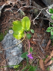 Pinguicula macrophylla