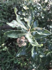 Quercus microphylla