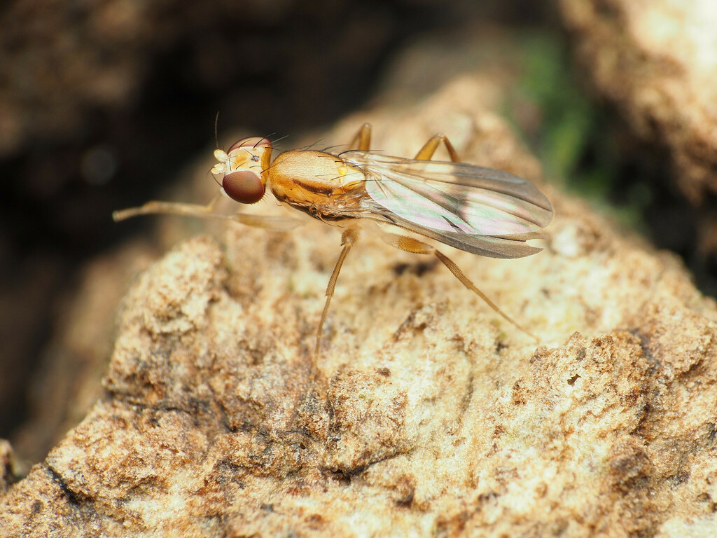 Clusia czernyi