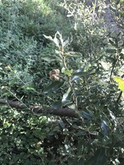 Quercus microphylla