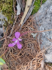 Pinguicula macrophylla