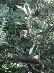 Quercus microphylla