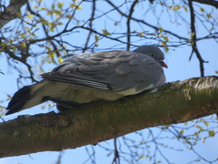 Columba palumbus