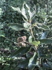 Quercus microphylla