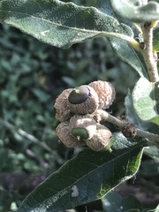 Quercus microphylla