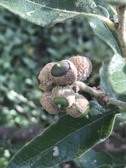 Quercus microphylla