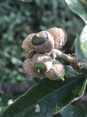Quercus microphylla