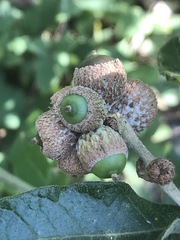 Quercus microphylla